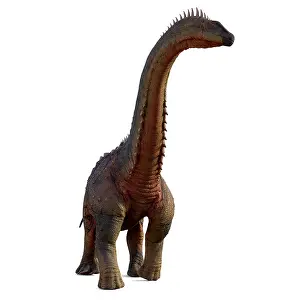 Alamosaurus: Alamosaurus dinosaur, front view