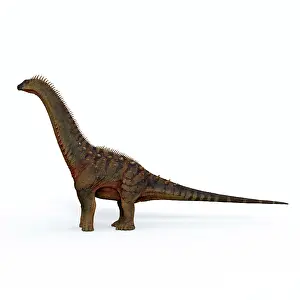 Alamosaurus: Alamosaurus dinosaur, side view