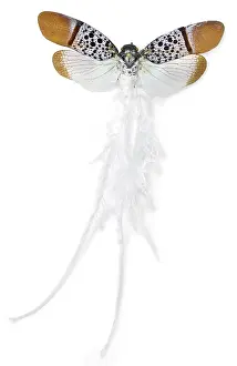 Violacea: Alaruasa violacea, tailed wax bug