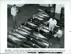 Tuna: Alaska - Hawaii