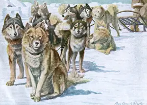 Alaskan: Alaskan Eskimo Dogs