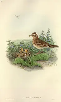 Skylark: Alauda arvensis, Eurasian skylark