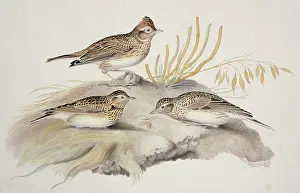 Skylark: Alauda arvensis, Eurasian skylark