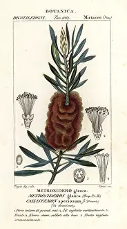 Pretre: Albany bottlebrush, Callistemon speciosus