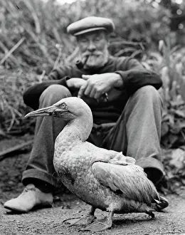 Albatrosses: Albatross