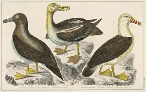 Diomedea: ALBATROSS