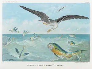 Preying: ALBATROSS/FISH