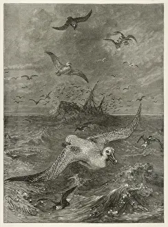 Midst: ALBATROSS IN STORM