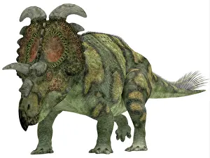 Nesmoi: Albertaceratops dinosaur