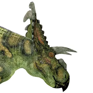 Close Up: Albertaceratops dinosaur head