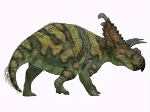 Cerapoda: Albertaceratops dinosaur, side profile