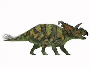 Nesmoi: Albertaceratops dinosaur from the Upper Cretaceous Era