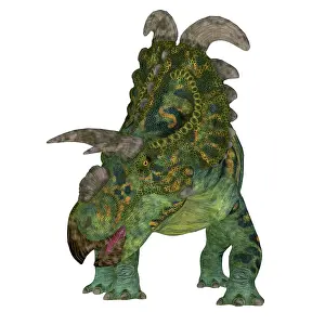 Spiked: Albertaceratops dinosaur, front view on white background