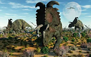 Nesmoi: Albertaceratops dinosaurs grazing