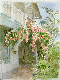 Albertine: Albertine roses on my balcony