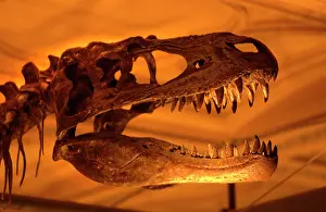 Gorgosaurus: Albertosaurus