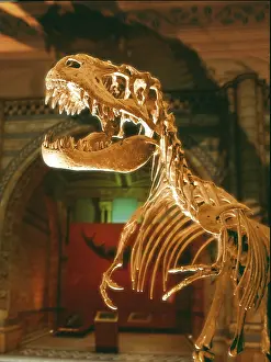 Gorgosaurus: Albertosaurus