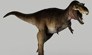 Carnosauria: Albertosaurus dinosaur on gray background