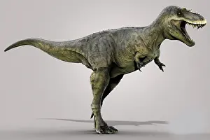 Limbs: Albertosaurus dinosaur on gray background