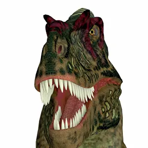 Carnosauria: Albertosaurus dinosaur head
