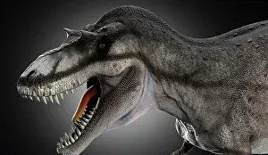 Carnosauria: Albertosaurus dinosaur head, close-up
