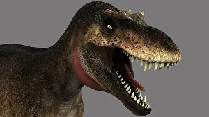 Carnosauria: Albertosaurus dinosaur head on gray background