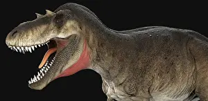 Carnosauria: Albertosaurus dinosaur head, side view