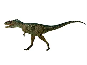 Carnosauria: Albertosaurus dinosaur, side profile
