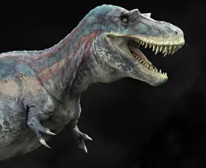 Talon: Albertosaurus dinosaur, profile view