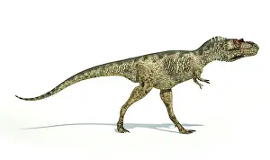 Carnosauria: Albertosaurus dinosaur on white background