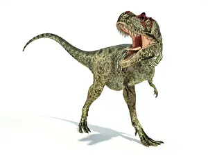 Carnosauria: Albertosaurus dinosaur on white background