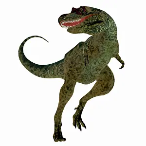 Carnosauria: Albertosaurus dinosaur on white background