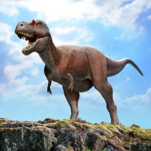 Sarcophagus: Albertosaurus sarcophagus dinosaur standing on a rock
