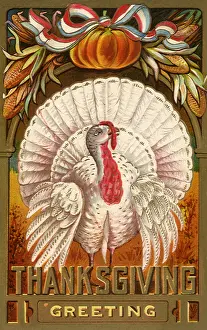 Albino: Albino Turkey