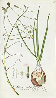 Bauer: Albuca caudata
