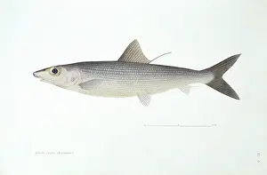 Mangrove: Albula vulpes, bonefish
