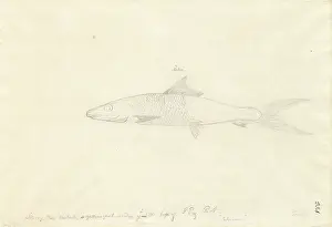1754 1794: Albula vulpes, bonefish