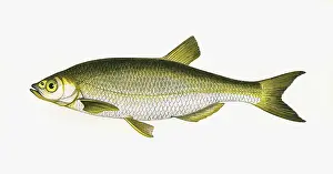 Bleak: Alburnus alburnus, or Common Bleak
