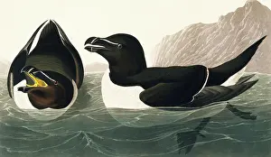 Torda: Alca torda, razorbill