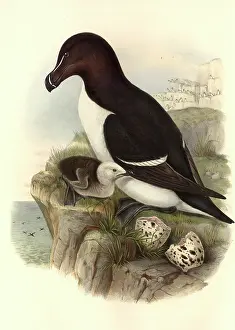 Hatched: Alca torda, razorbill