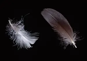 Diaphanous: Alca torda, razorbill feathers