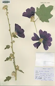 Herbarium: Alcaea pallida