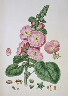 Malvales: Alcea rosea, hollyhock
