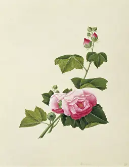 Malvales: Alcea rosea, hollyhock