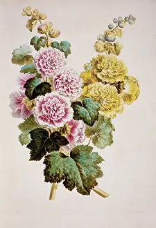 Malvidae: Alcea rosea, hollyhock