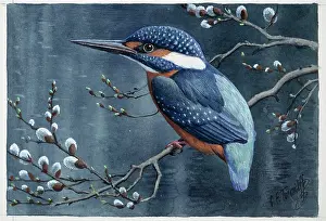 Atthis: Alcedo athhis, common kingfisher