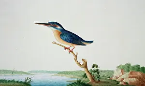 Atthis: Alcedo atthis bengalensis, common kingfisher