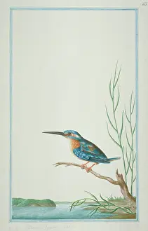 Atthis: Alcedo atthis bengalensis, common kingfisher