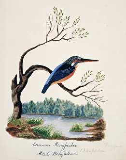 Atthis: Alcedo atthis bengalensis, common kingfisher