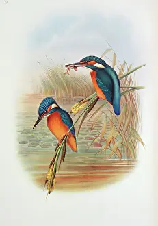 Atthis: Alcedo atthis, common kingfisher